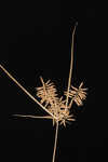 Texan flatsedge